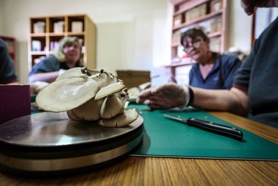 Trồng nấm hữu cơ bằng bã cà phê