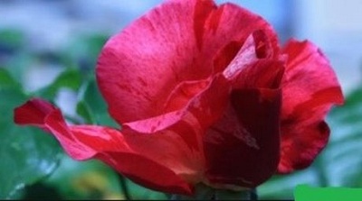 Bản đồ bộ gen mới của hoa hồng